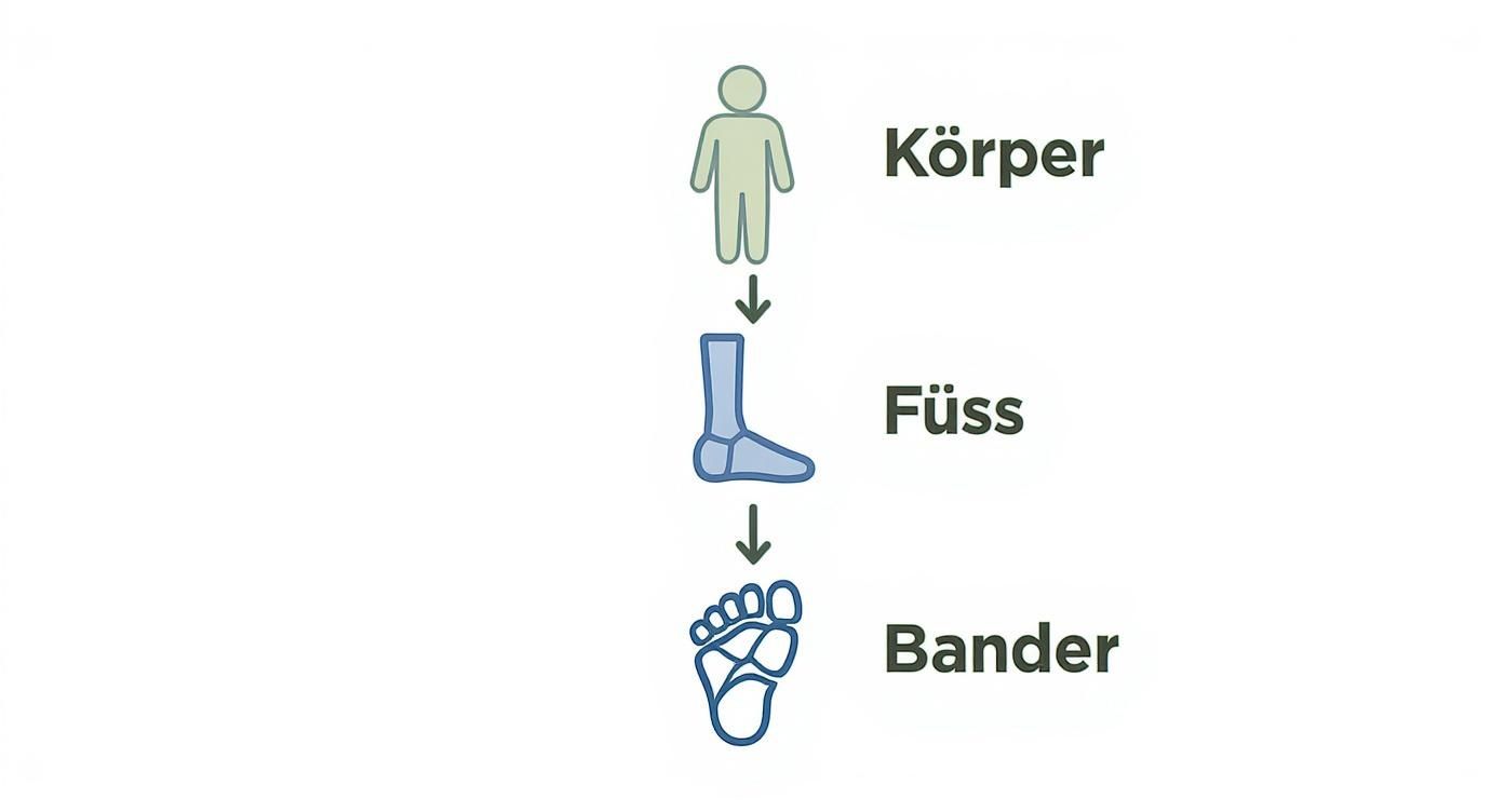 Eine hierarchische Darstellung vom menschlichen Körper zum Fuß und seinen Bändern.