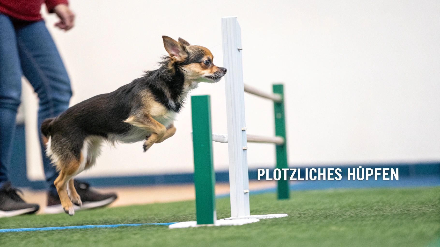 Hund läuft auf einer Wiese und zeigt ein typisches Gangbild für Patellaluxation