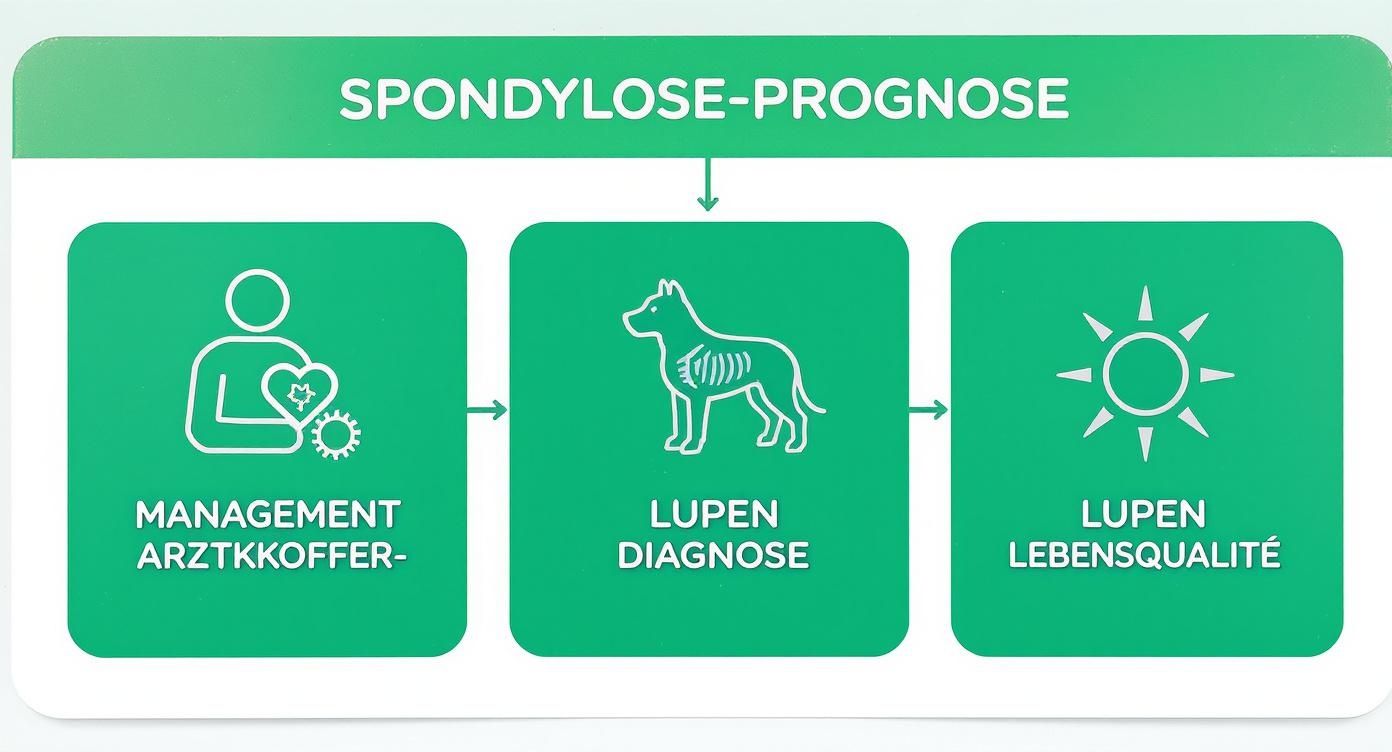 Flussdiagramm zur Spondylose-Prognose bei Tieren, mit Schritten für Management, Diagnose und Lebensqualität.