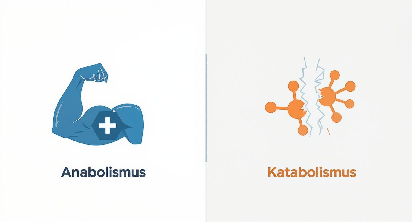 Infografik über wie funktioniert der stoffwechsel, die Anabolismus (Aufbau von Muskeln) und Katabolismus (Abbau von Molekülen) gegenüberstellt