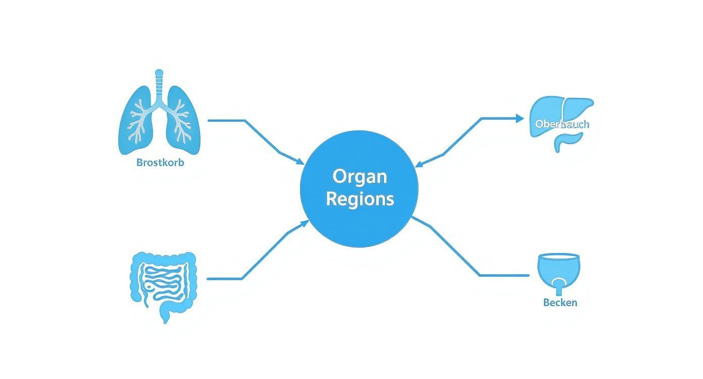 Diagramm zeigt Organregionen: Brostkorb mit Lunge, Oberbauch mit Magen, Darm und Becken mit Blase