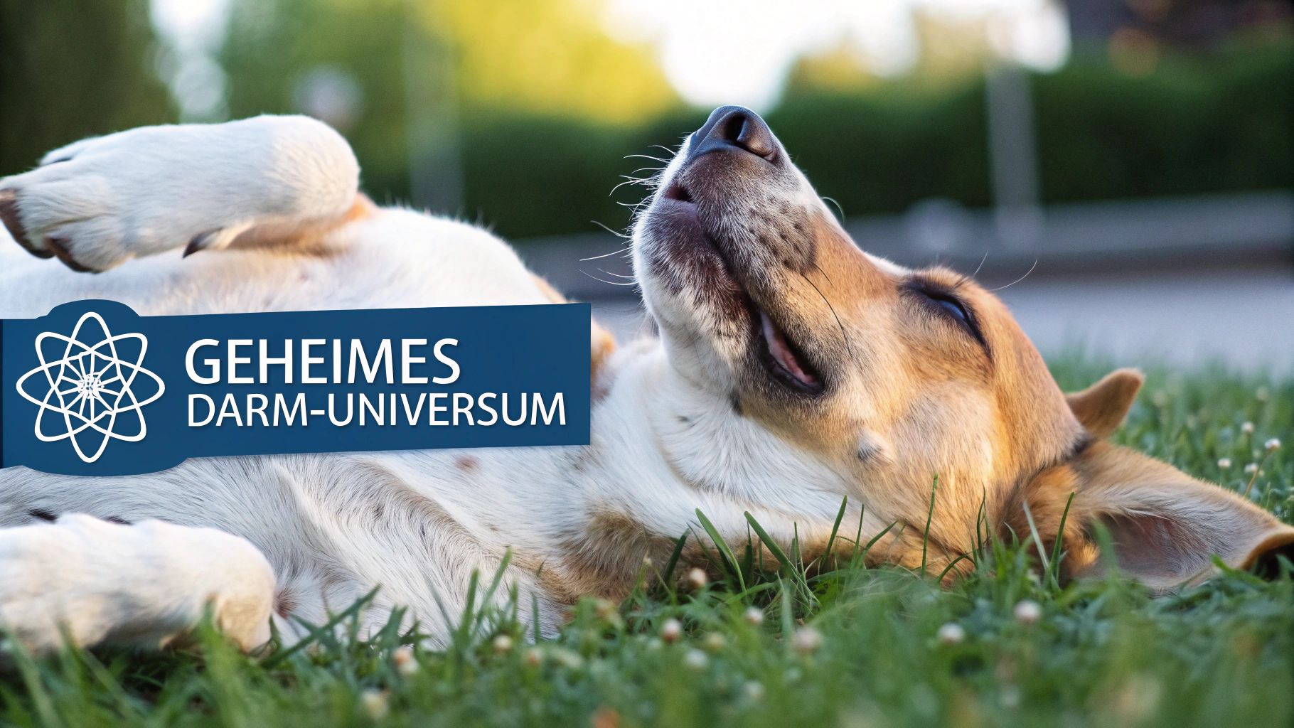 Ein glücklicher Hund liegt auf einer Wiese, was seine allgemeine Gesundheit und sein Wohlbefinden symbolisiert.