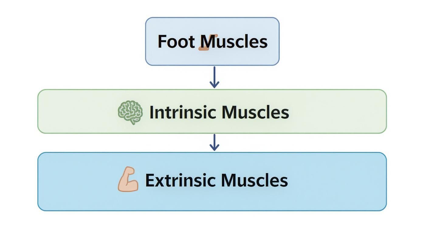 Flussdiagramm der Fußmuskulatur, unterteilt in intrinsische und extrinsische Muskeln mit Pfeilen.