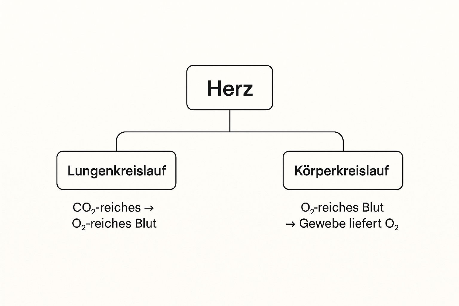 Zwei Kreisläufe des Blutes, Lungenkreislauf und Körperkreislauf