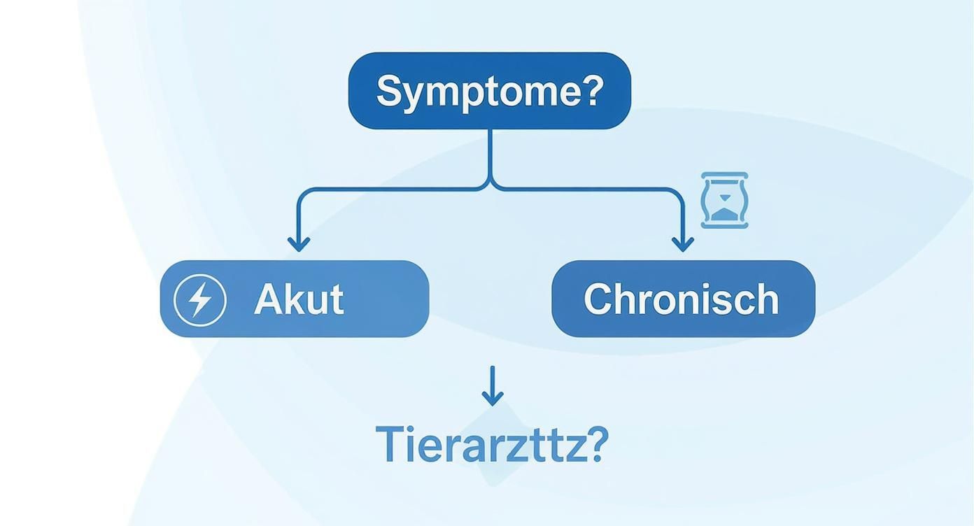 Infographic about homöopathie für den hund