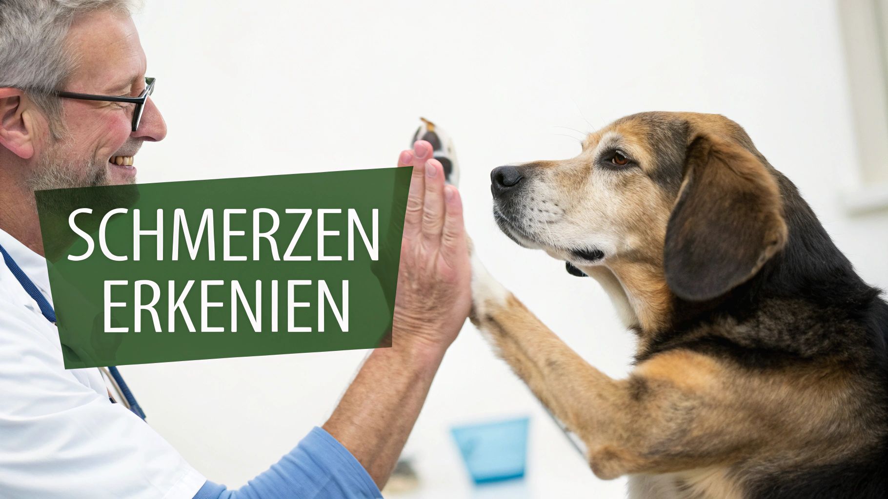 Ein lächelnder Tierarzt gibt einem Hund ein High-Five. Über dem Bild steht „SCHMERZEN ERKENNEN“.