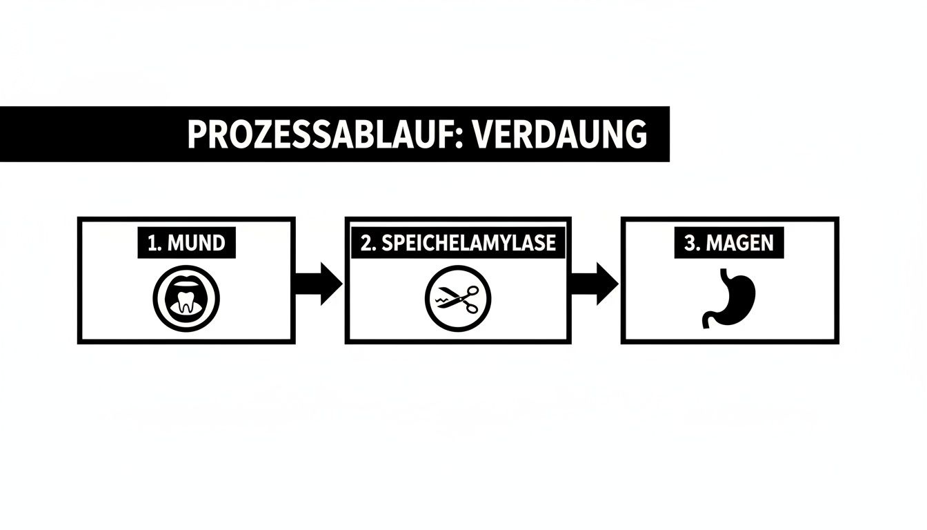Flussdiagramm zeigt den Verdauungsprozess: Mund, Speichelamylase und Magen mit zugehörigen Symbolen.
