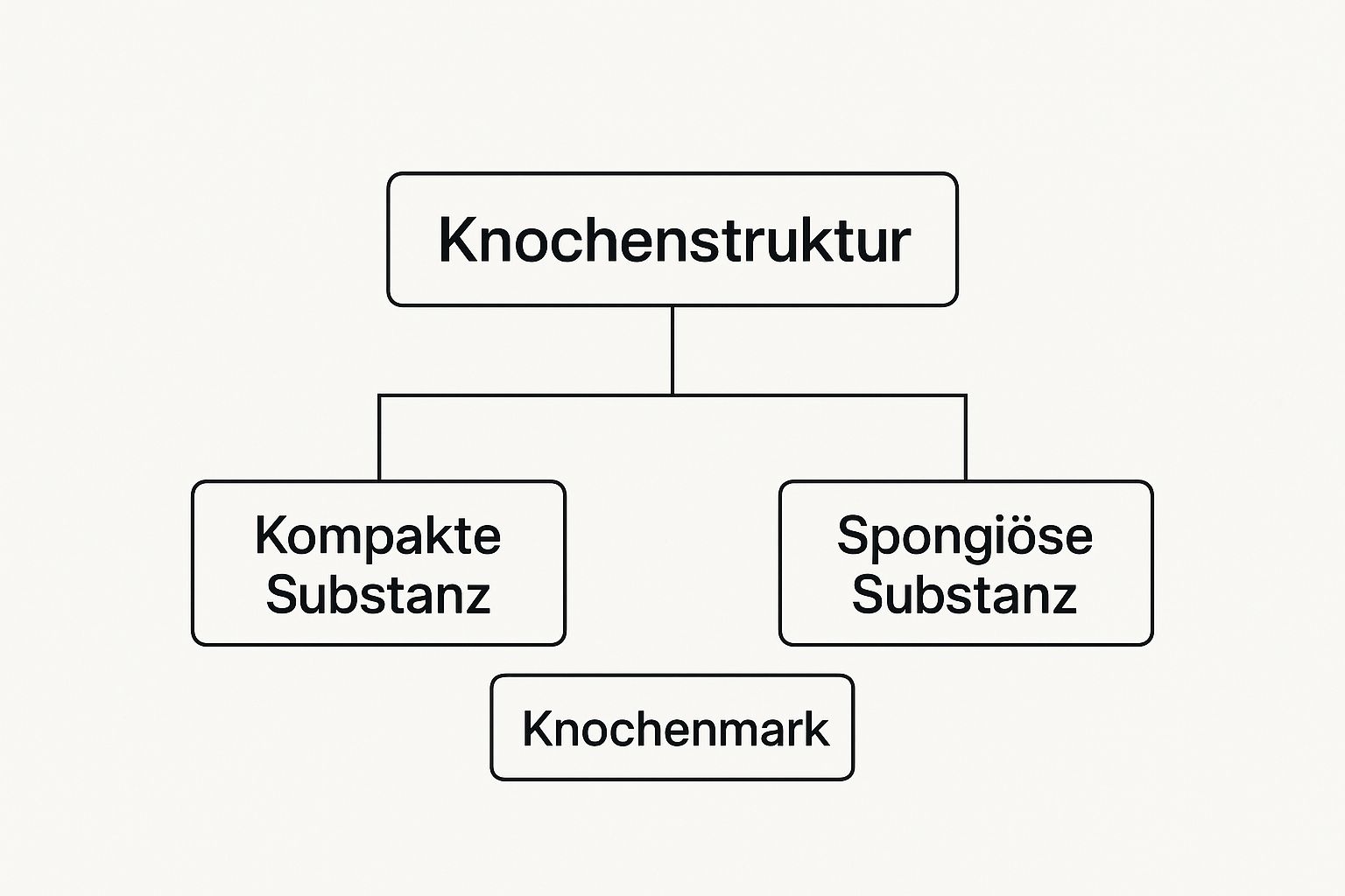 Infographic about anatomie knochen mensch
