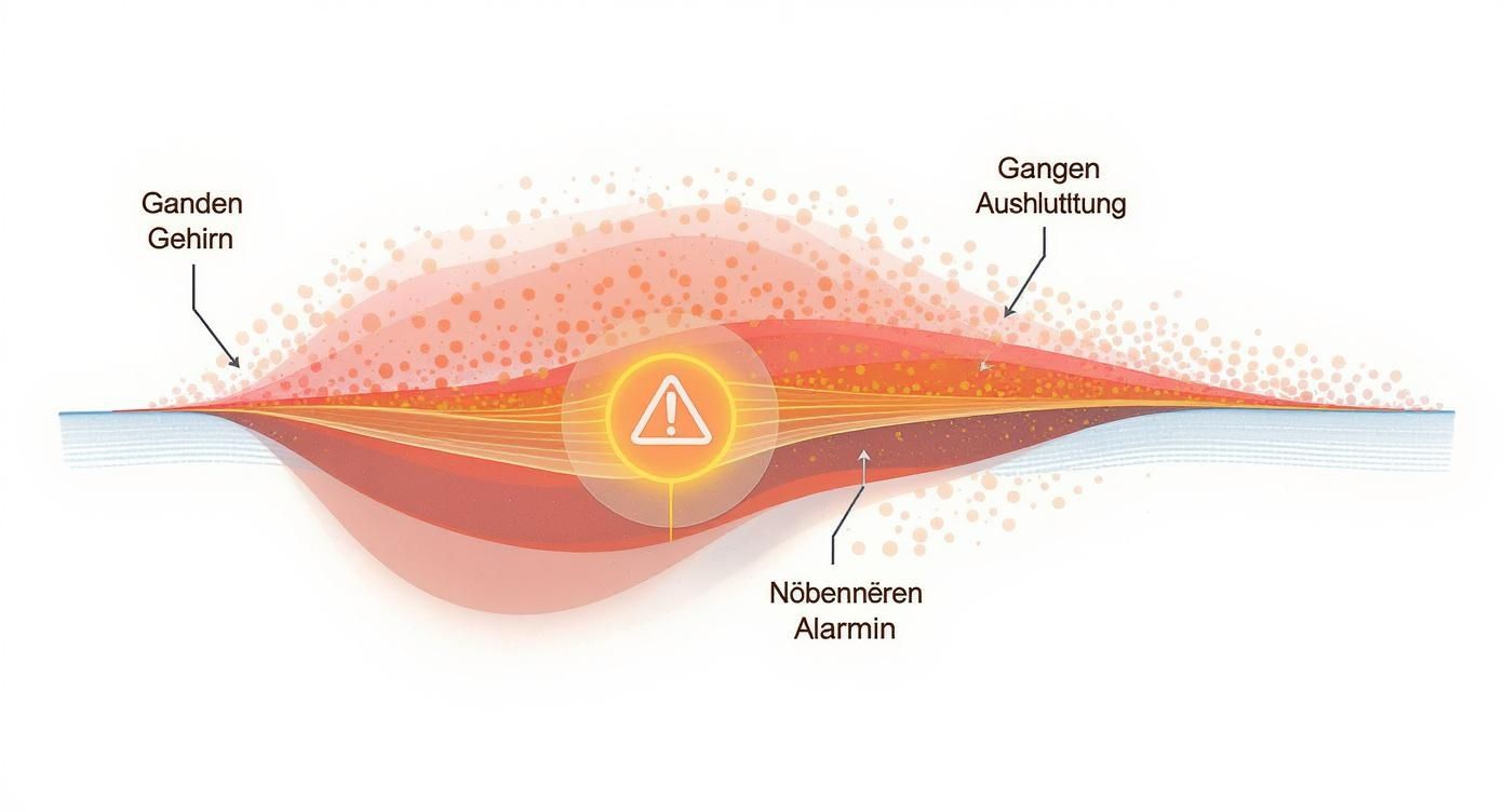 Infografik, die den Prozess der körperlichen Alarmreaktion von der Wahrnehmung einer Gefahr über das Nervensignal bis zur Ausschüttung von Hormonen aus den Nebennieren darstellt.