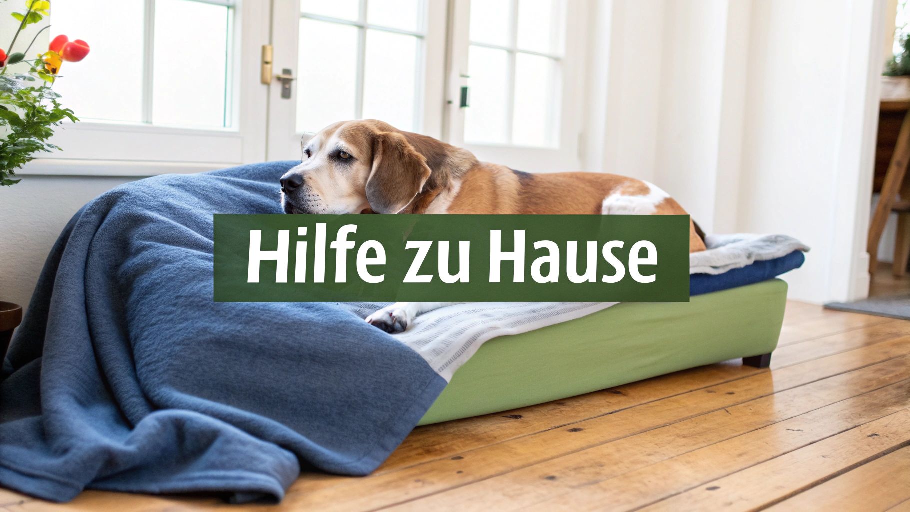 Ein Beagle-Hund liegt auf einem Hundebett, mit einem grünen Textbalken 'Hilfe zu Hause'.
