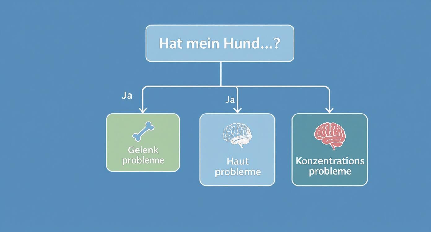 Flussdiagramm zur Abklärung von Hundeproblemen: Gelenk-, Haut- und Konzentrationsprobleme werden abgefragt.