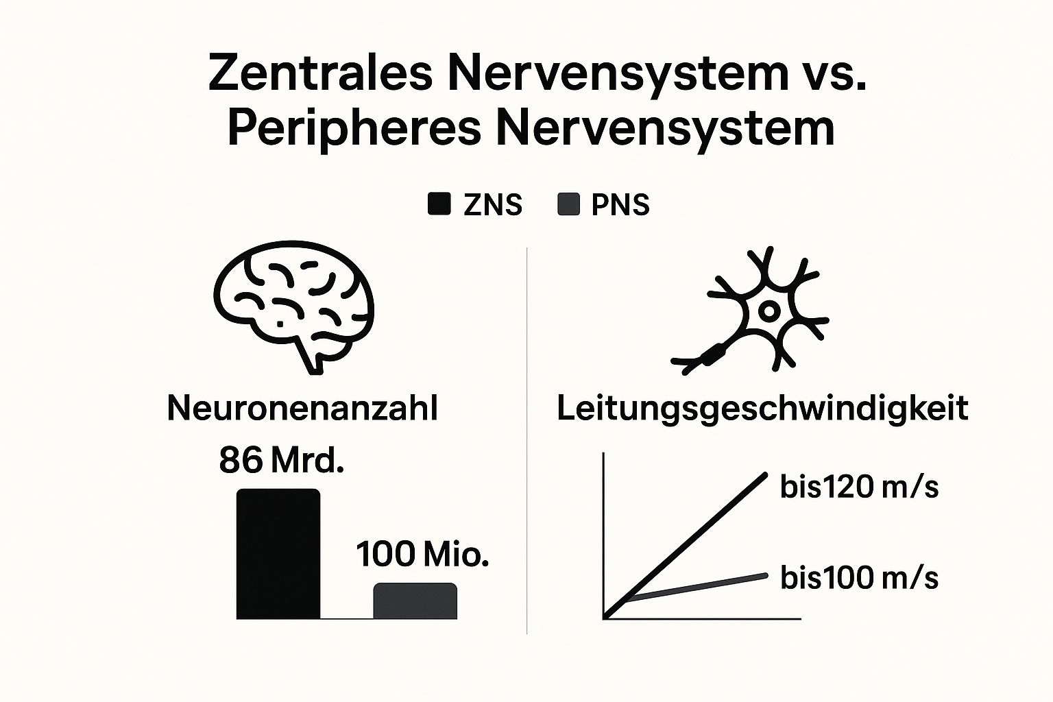 Infographic about nervensystem funktion