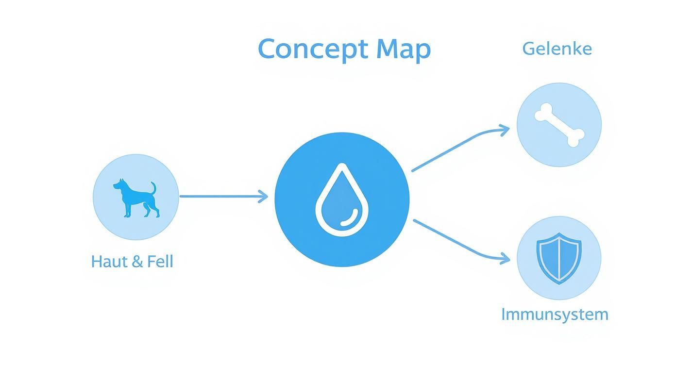 Infografik zur Wirkung von Lachsöl auf Haut, Gelenke und Immunsystem des Hundes