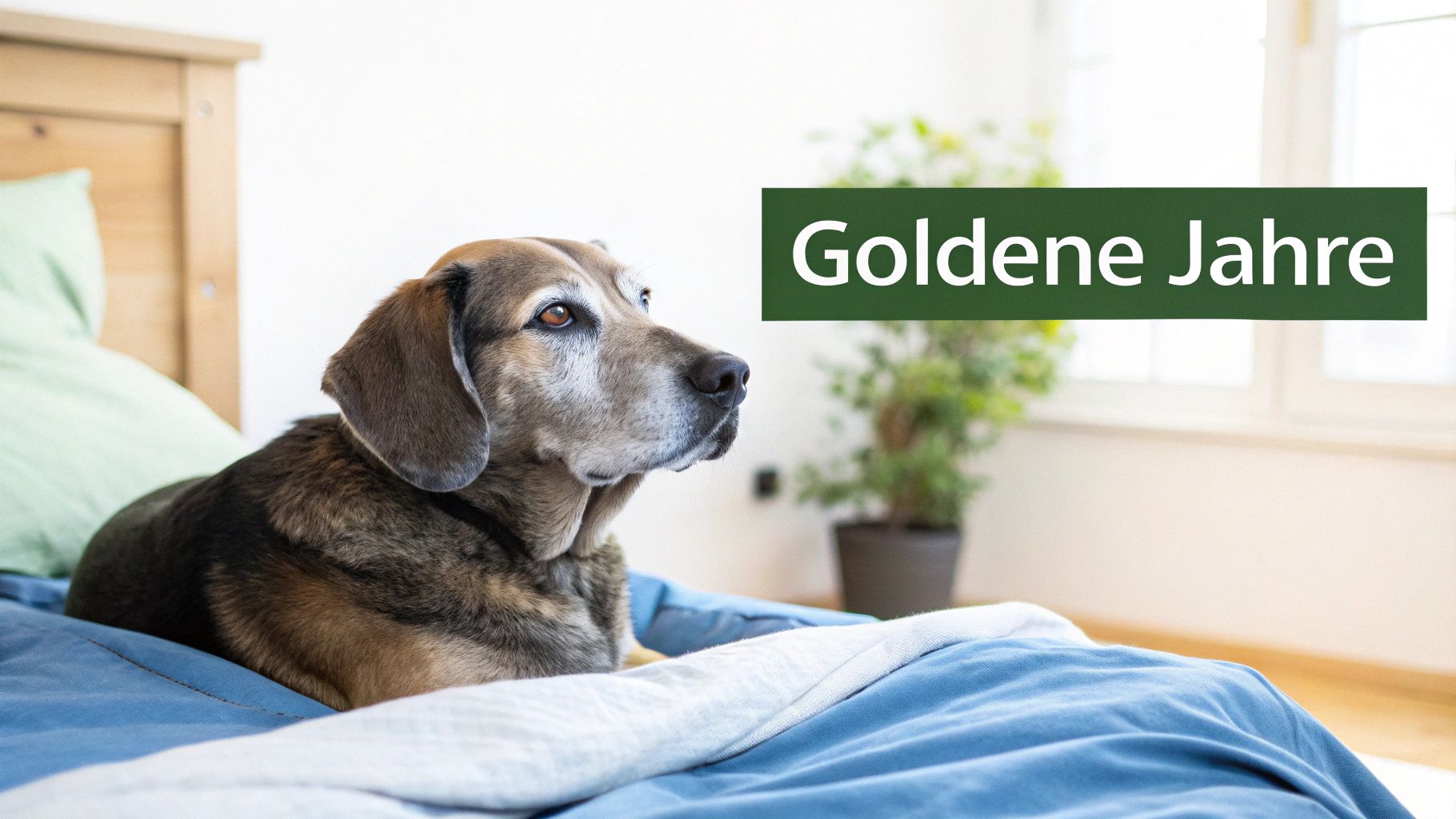 Ein älterer Hund mit grauer Schnauze schaut in die Kamera