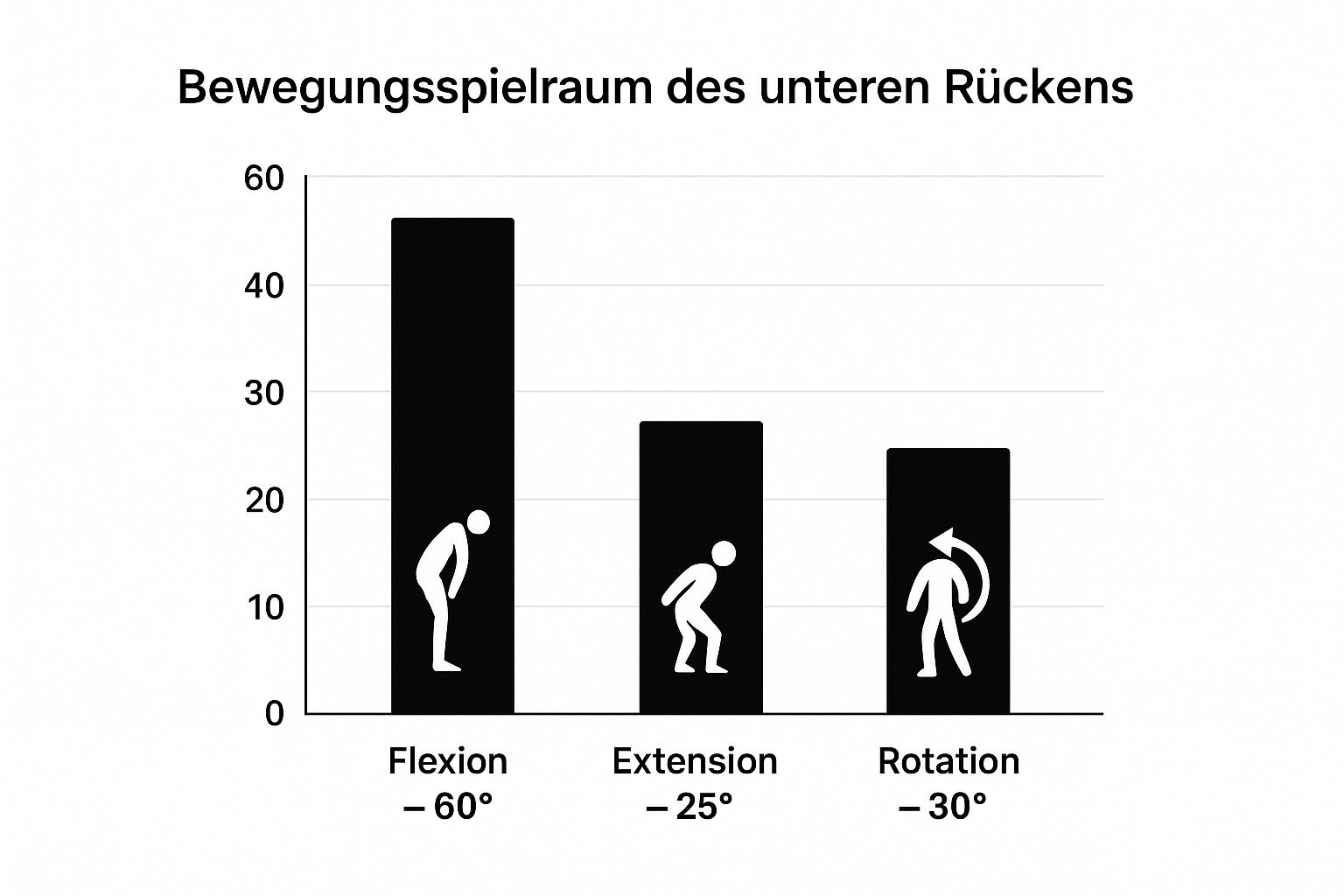 Infographic about anatomie unterer rücken