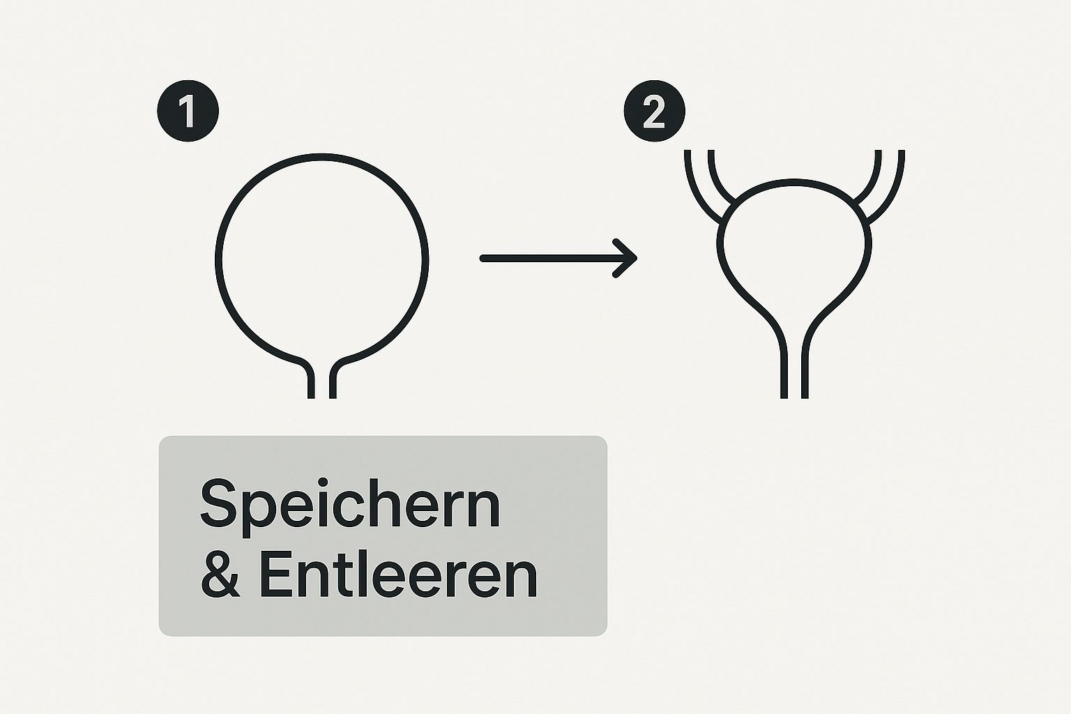 Infografik, die den Übergang der Harnblase von einer kugeligen zu einer birnenförmigen Form darstellt, mit dem Titel 'Speichern & Entleeren'.