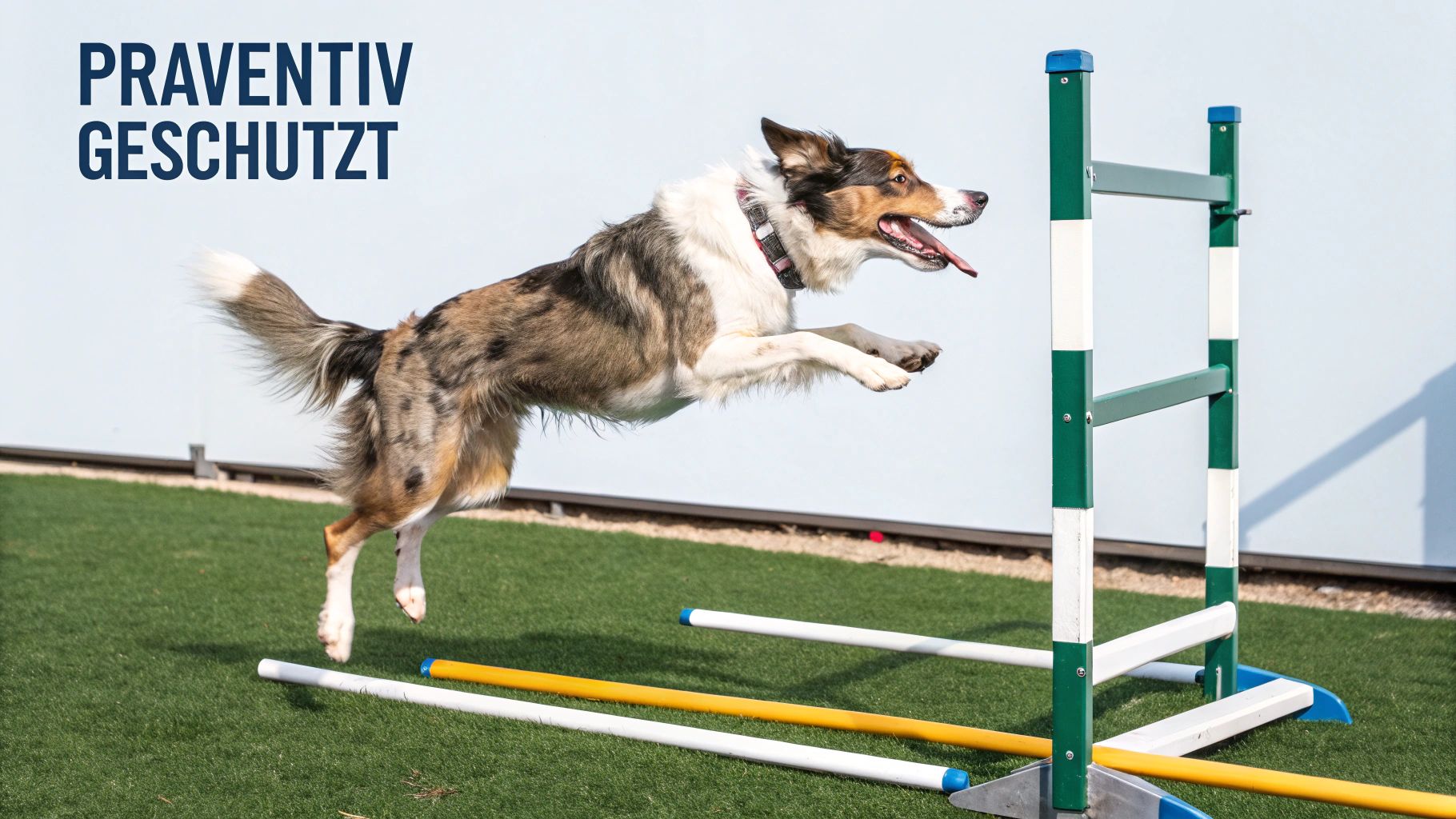 Ein Hund ruht sich nach einer Operation aus, um die Genesung zu unterstützen, was die MSM-Therapie ergänzt.