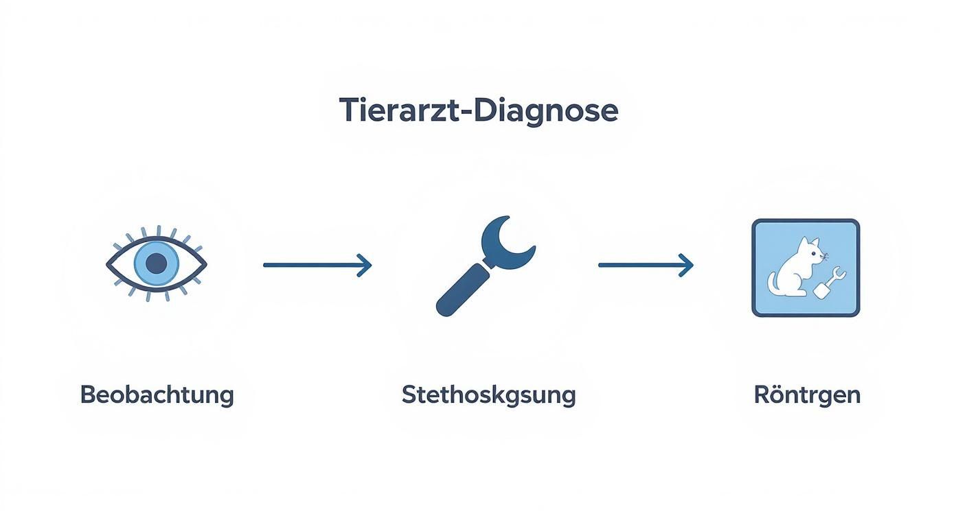 Diagramm zur Tierarzt-Diagnose mit Schritten wie Beobachtung, Stethoskopuntersuchung und Röntgen.