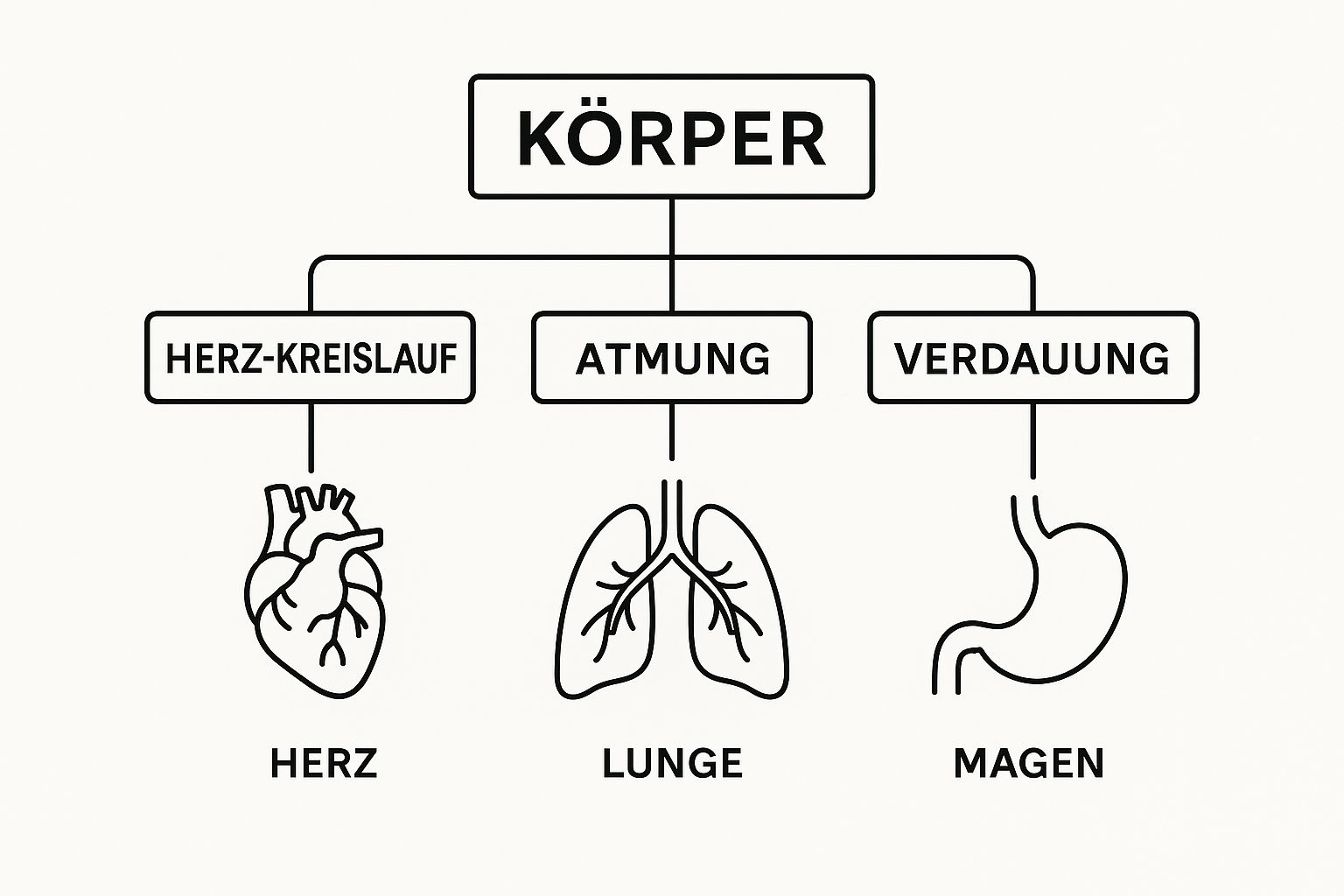Infografik über das Schaubild der menschlichen Organe