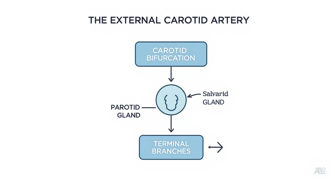 Infographic about a carotis externa