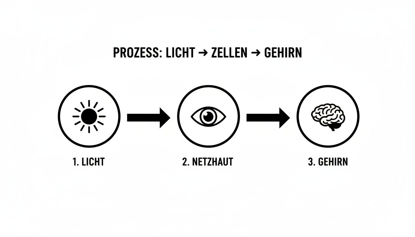 Grafik zeigt den visuellen Wahrnehmungsprozess von Licht über die Netzhaut zum Gehirn.