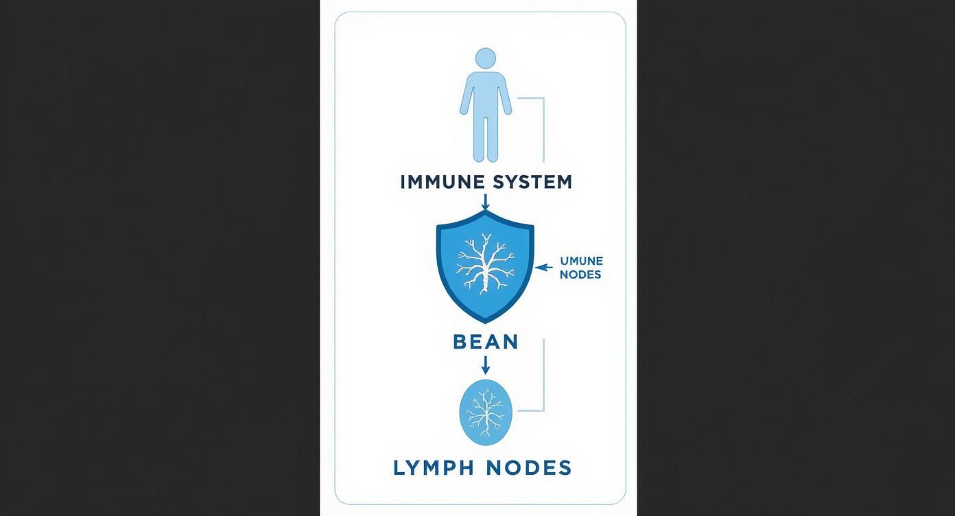 Infographic about lymphknoten im bauchraum