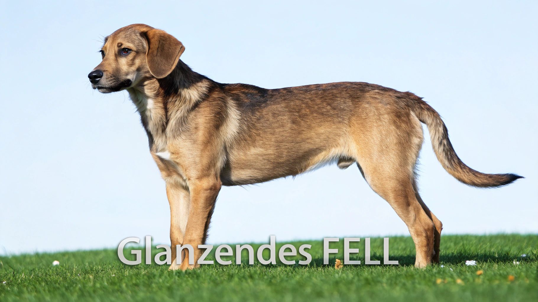 Ein Hund mit glänzendem Fell liegt entspannt im Gras
