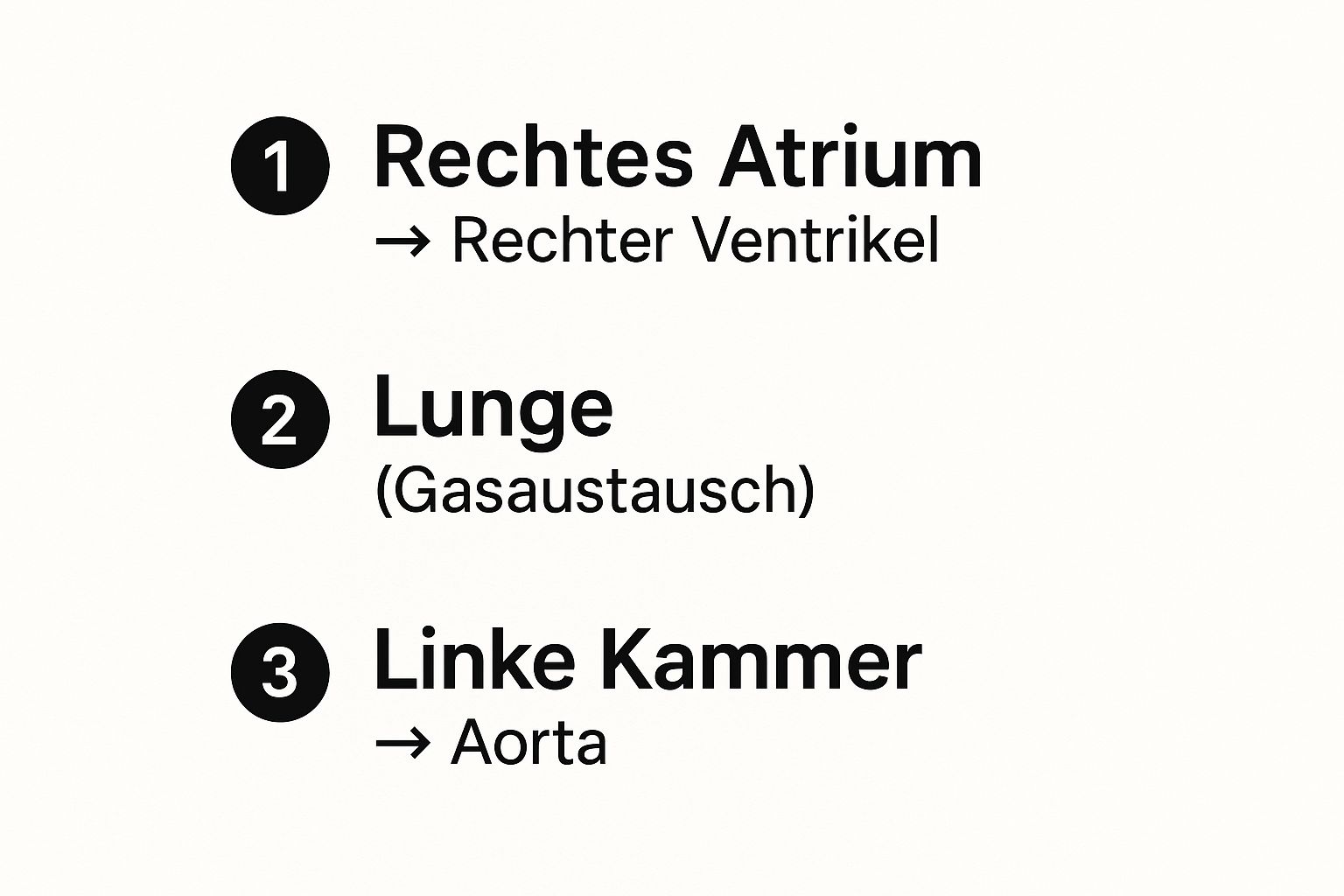 Infographic about aufbau des herzens arbeitsblatt