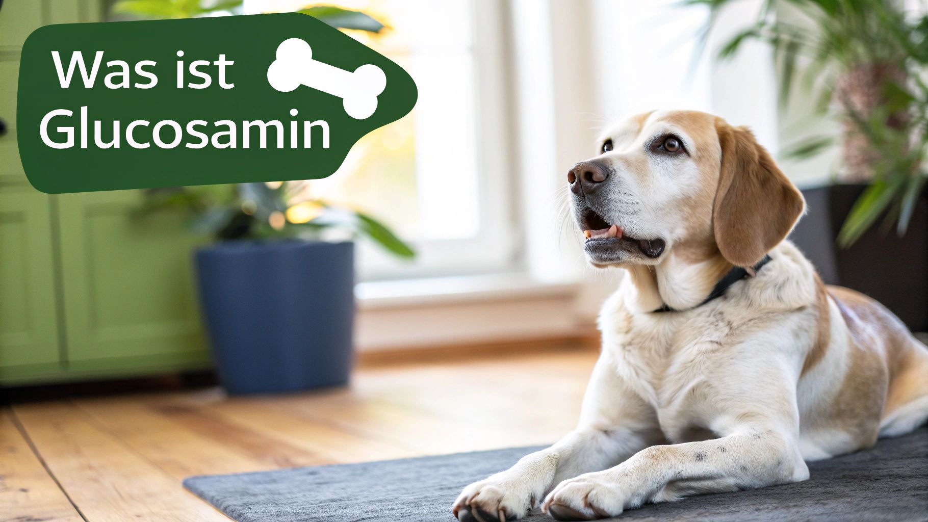 Ein glücklicher Hund rennt über eine Wiese und zeigt seine Bewegungsfreude