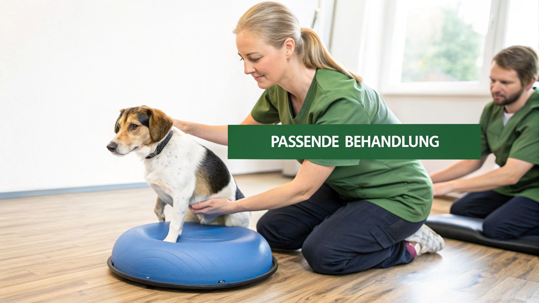 Ein Tierarzt untersucht das Knie eines kleinen Hundes