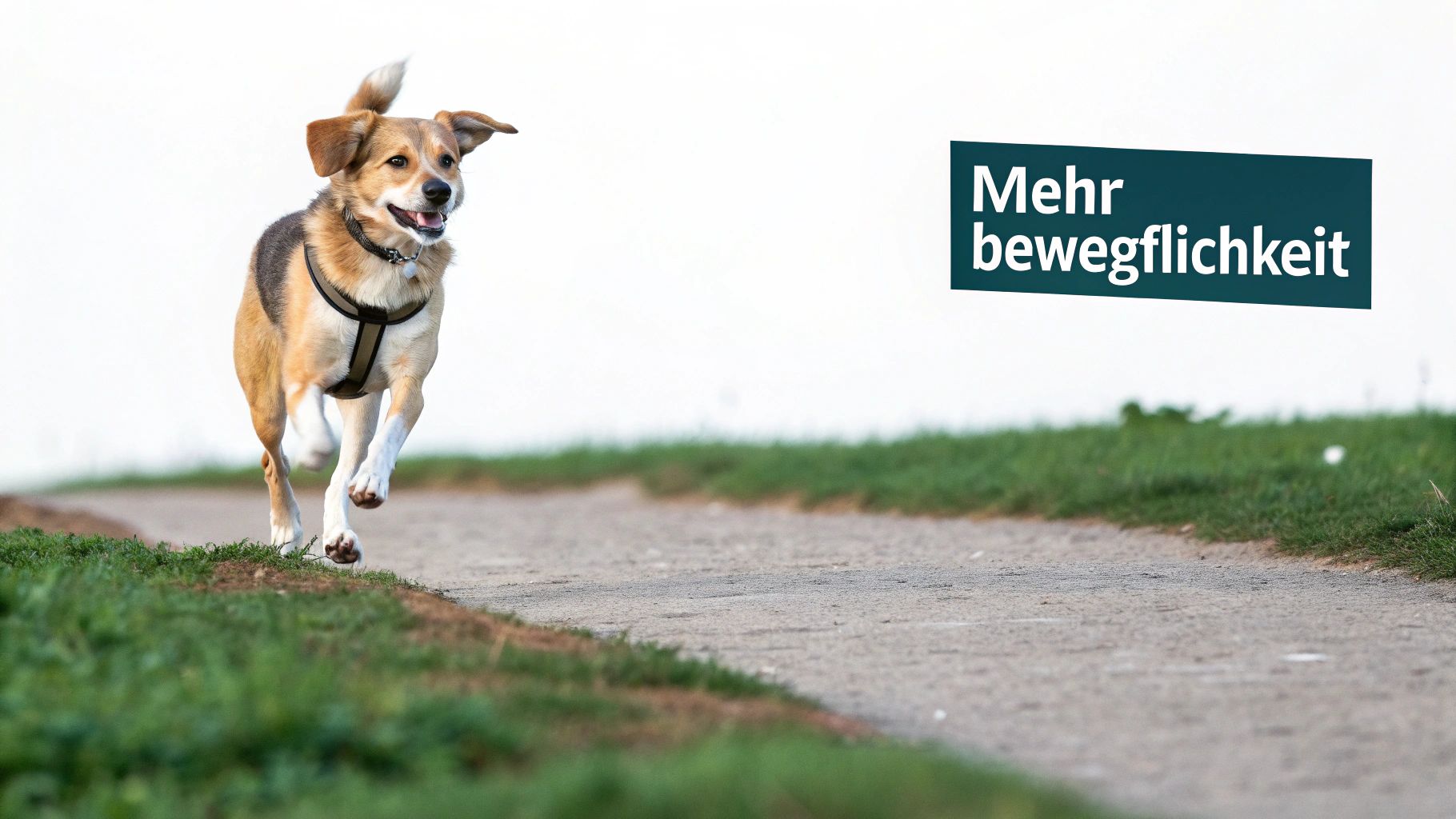 Ein älterer Hund springt freudig über eine Wiese