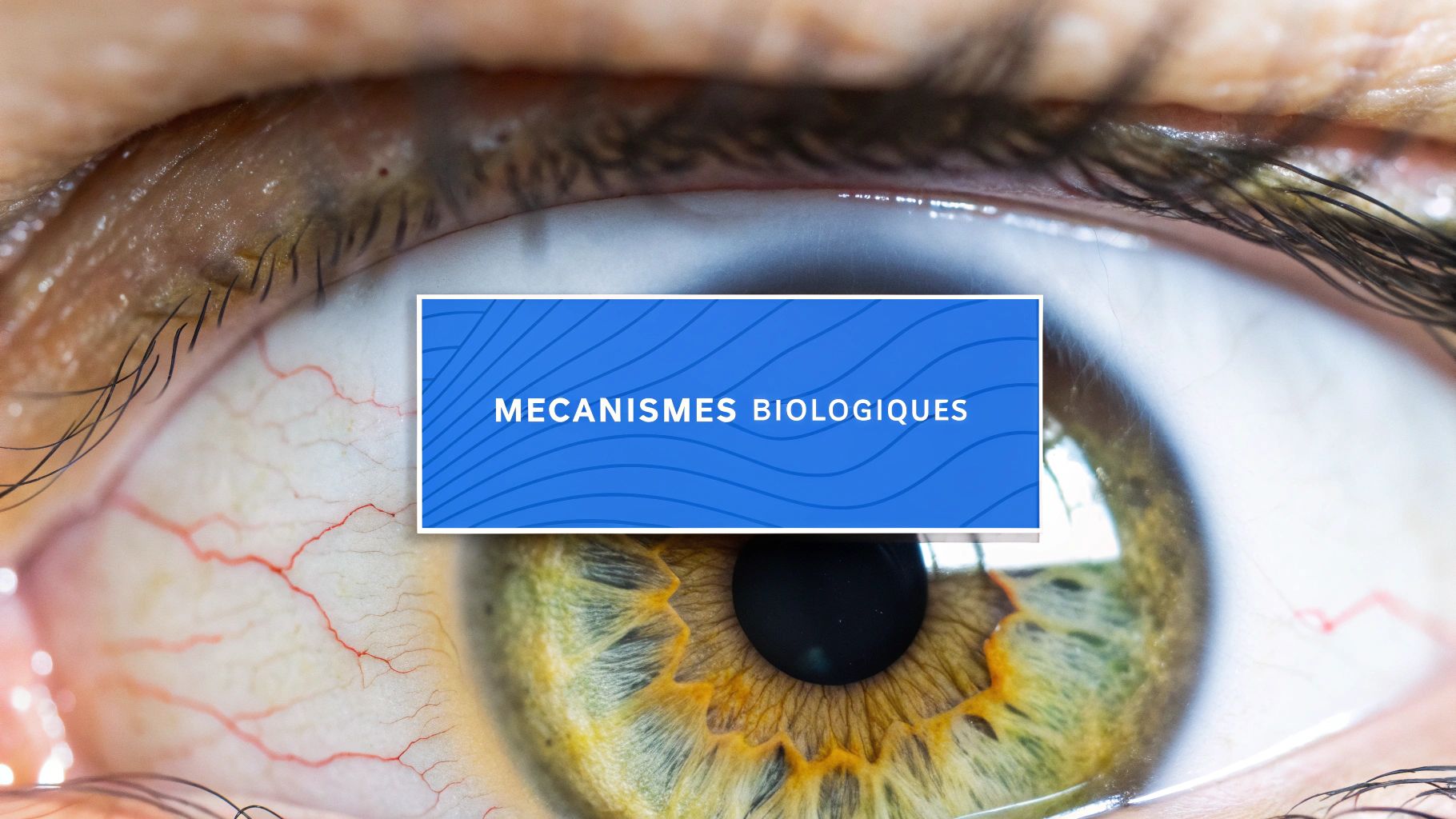 Gros plan d'un œil humain avec des veines apparentes et l'iris, affichant une bannière « MECANISMES BIOLOGIQUES ».