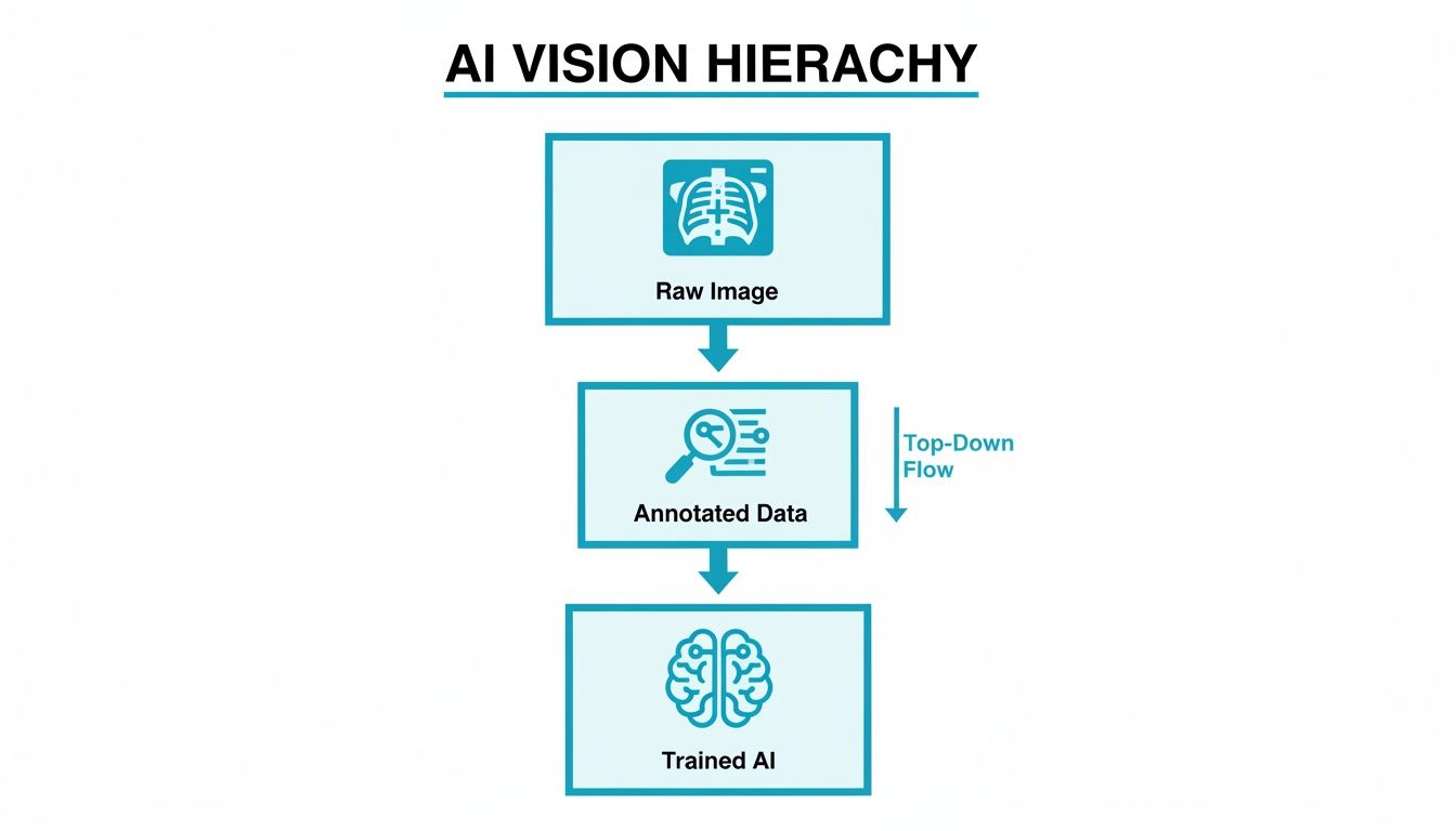 A diagram showing the AI vision hierarchy from raw medical images to annotated data to trained AI.