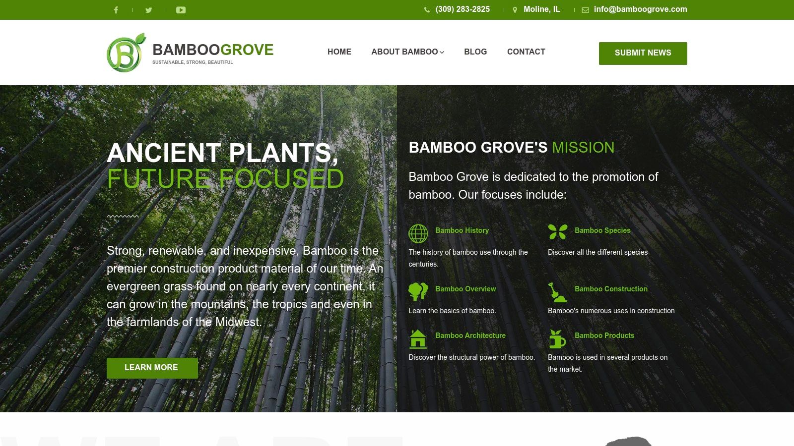 Bamboo