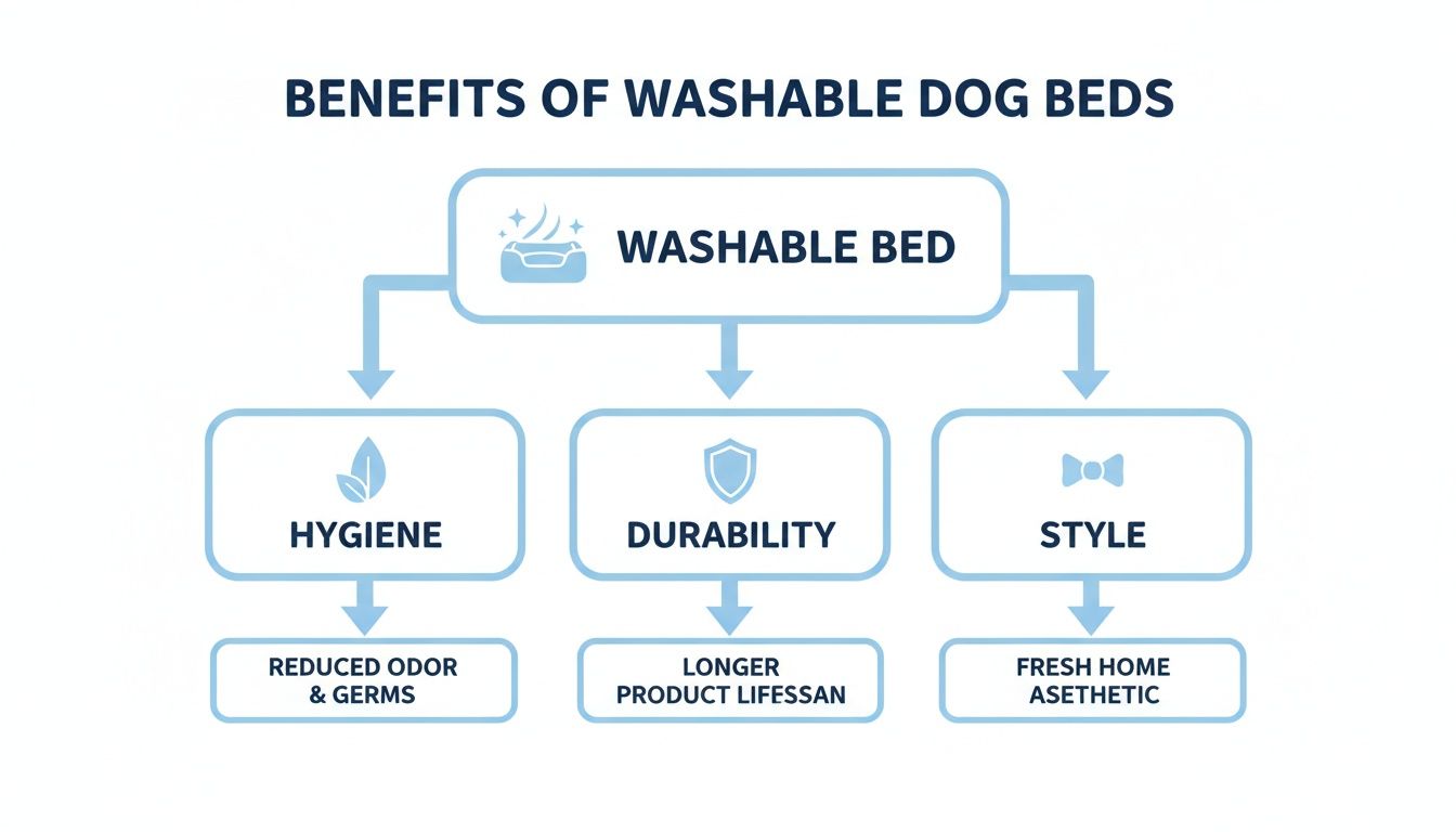 Flowchart illustrating the benefits of washable dog beds, including hygiene, durability, and style advantages.