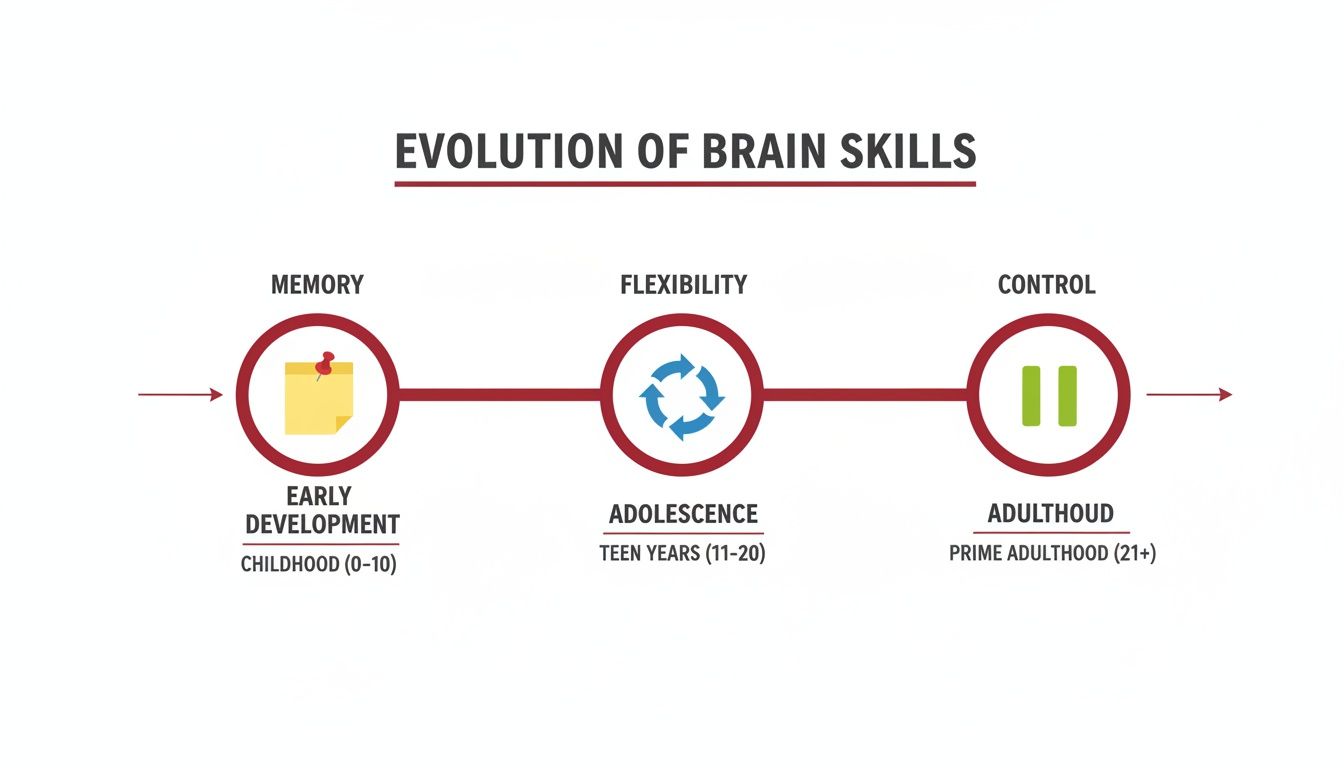 Infographic showing the evolution of brain skills: memory in early development, flexibility in adolescence, and control in adulthood.