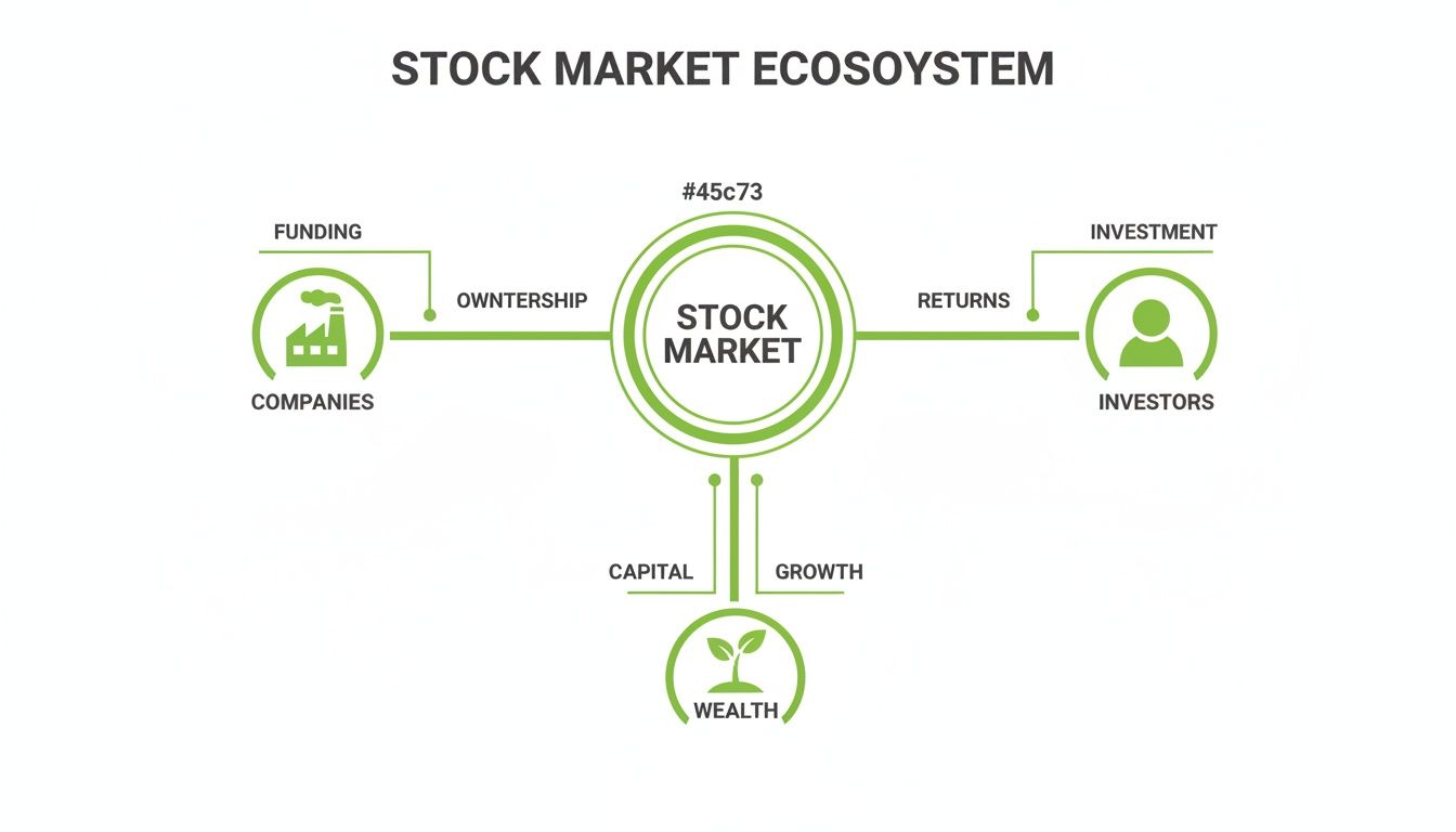 Diagram illustrating the stock market ecosystem, showing connections between companies, investors, and wealth.