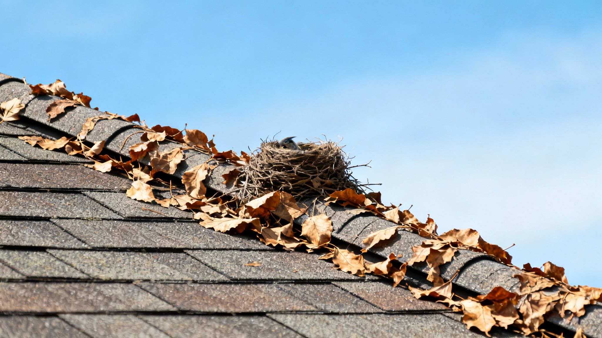 Tagrende med blade og snavs, der kan blokere en kloakudluftning