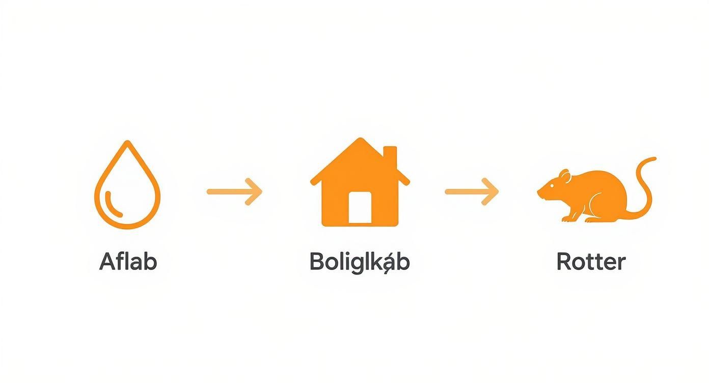 Infographic about tv-inspektion af kloakrør