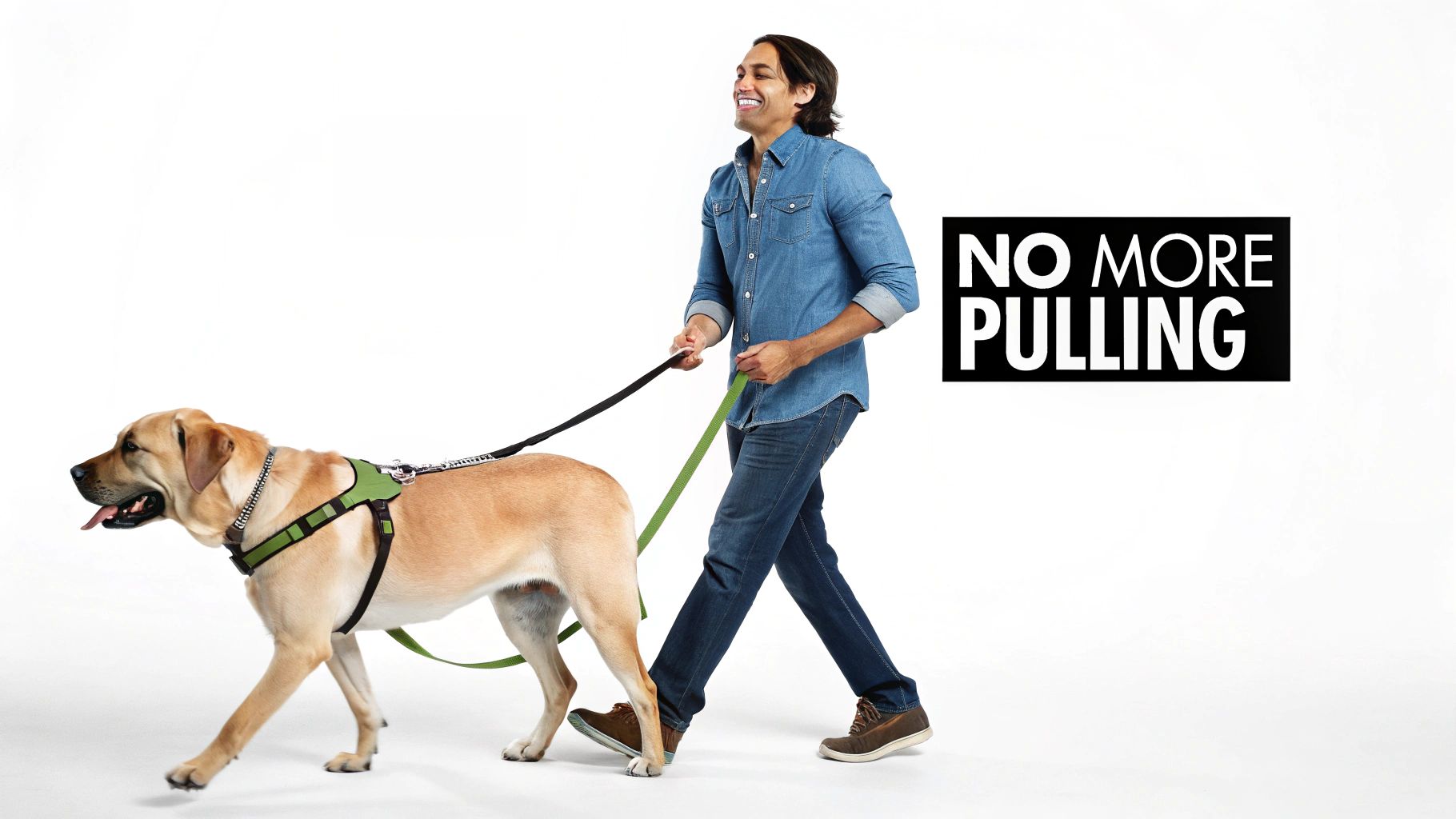 Woman walking a large dog with a no-pull harness in a park