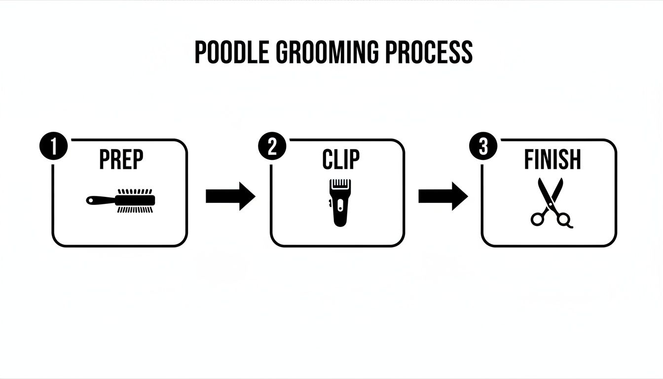 An infographic illustrating the poodle grooming process in three steps: prep with a brush, clip with clippers, and finish with scissors.