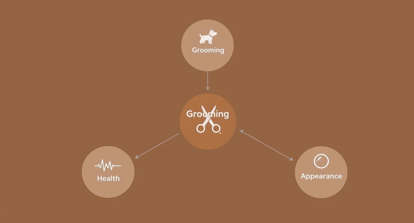 Infographic about dog grooming shears set