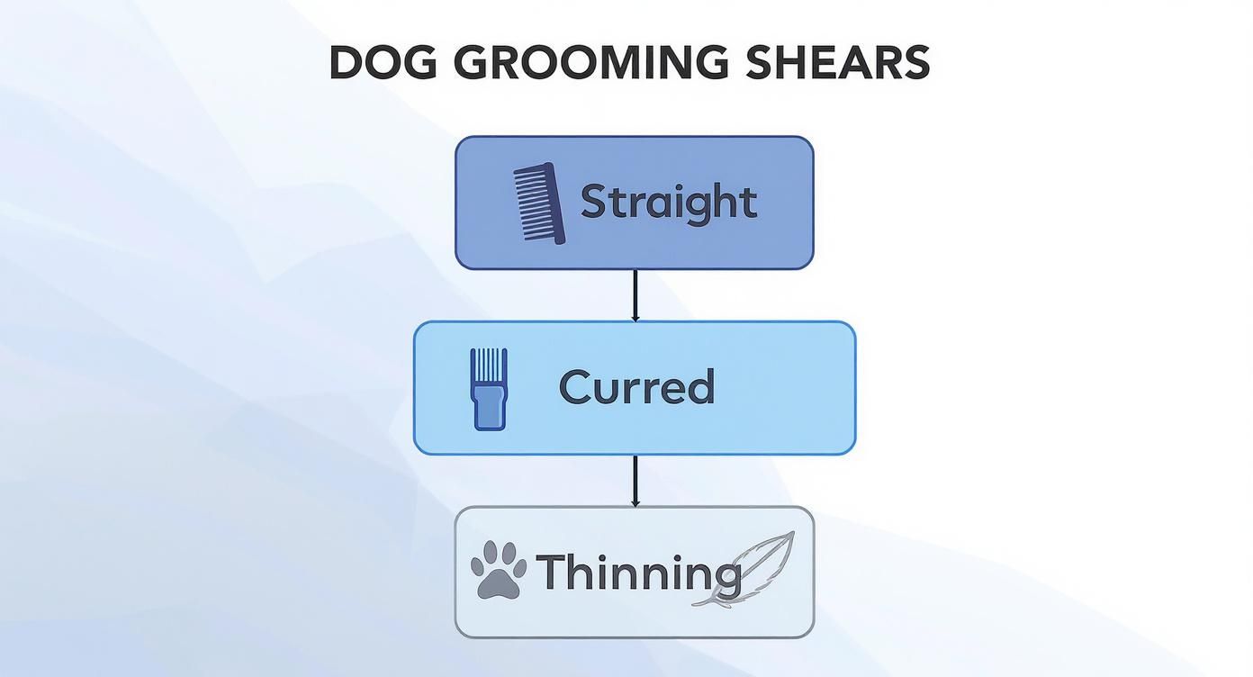Infographic about professional dog grooming shears set