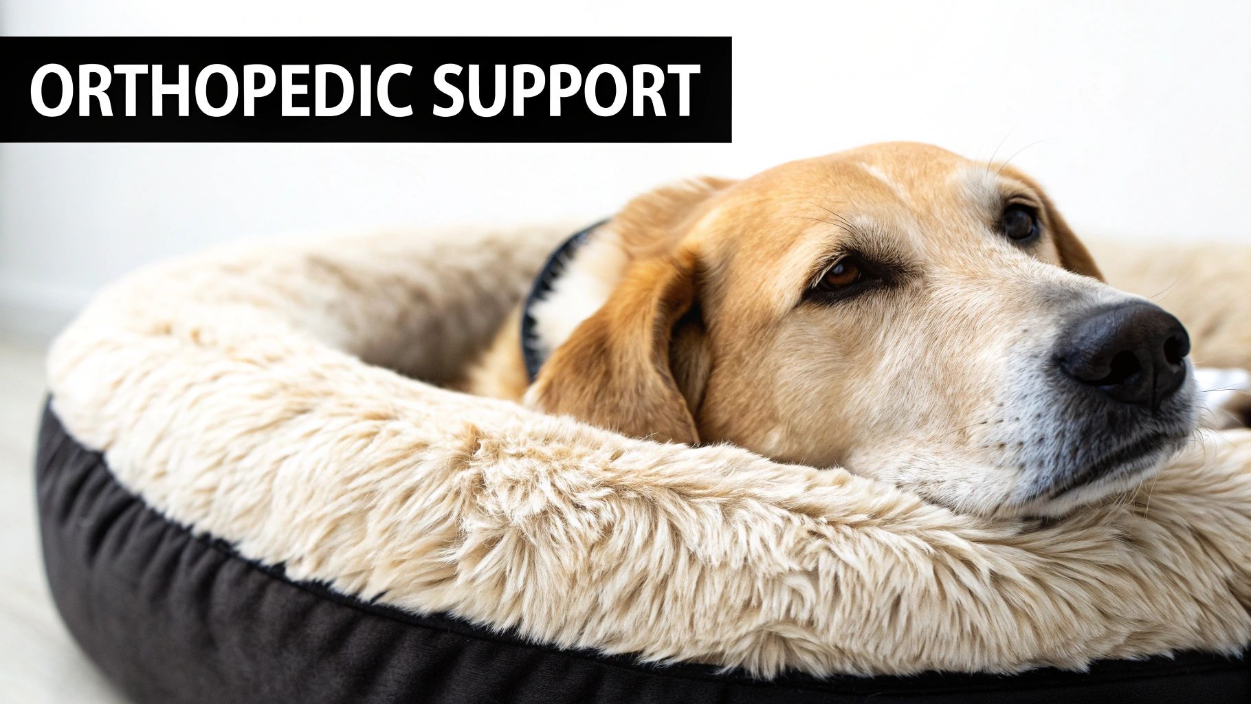 A golden dog relaxing comfortably in a fluffy beige and black orthopedic donut bed.