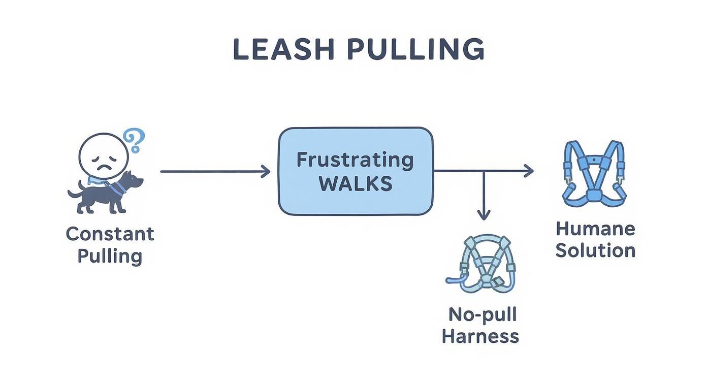 Infographic about no pulling dog harness