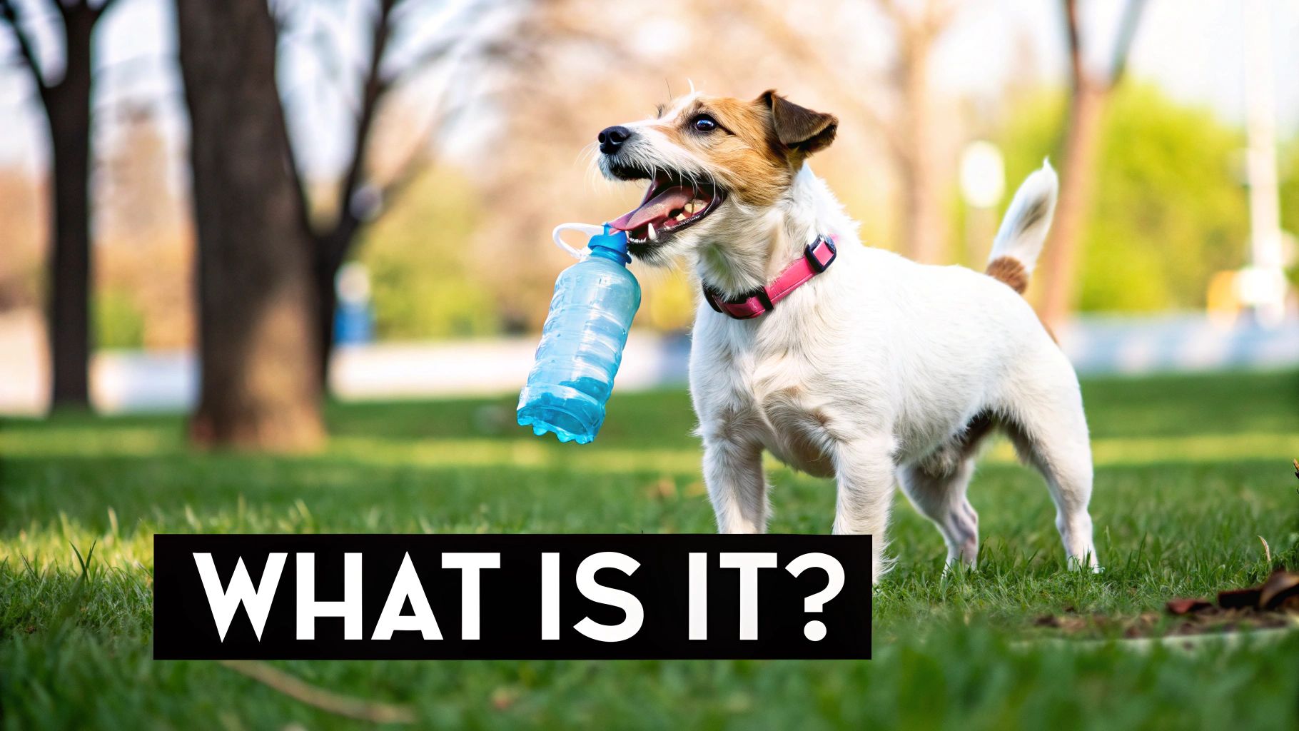 A person using a dog water bottle toy to give their happy dog a drink in an outdoor setting.