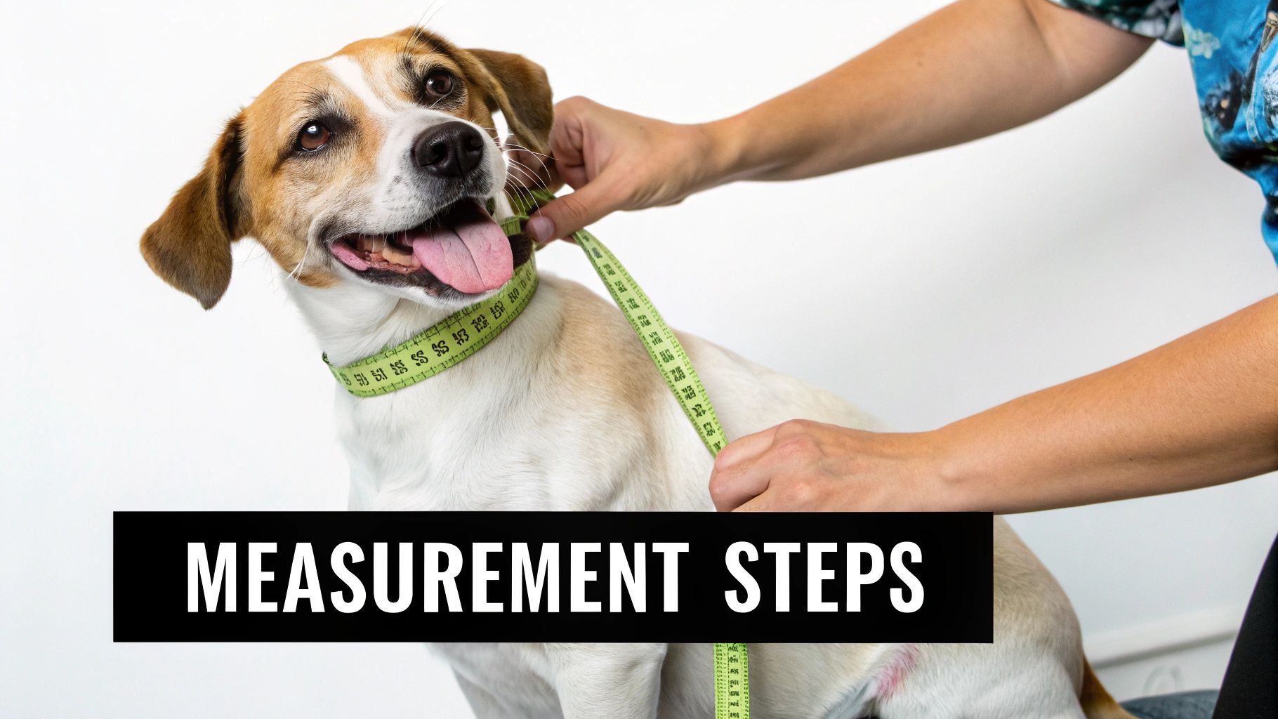 A person using a soft measuring tape to measure the chest girth of a dog.