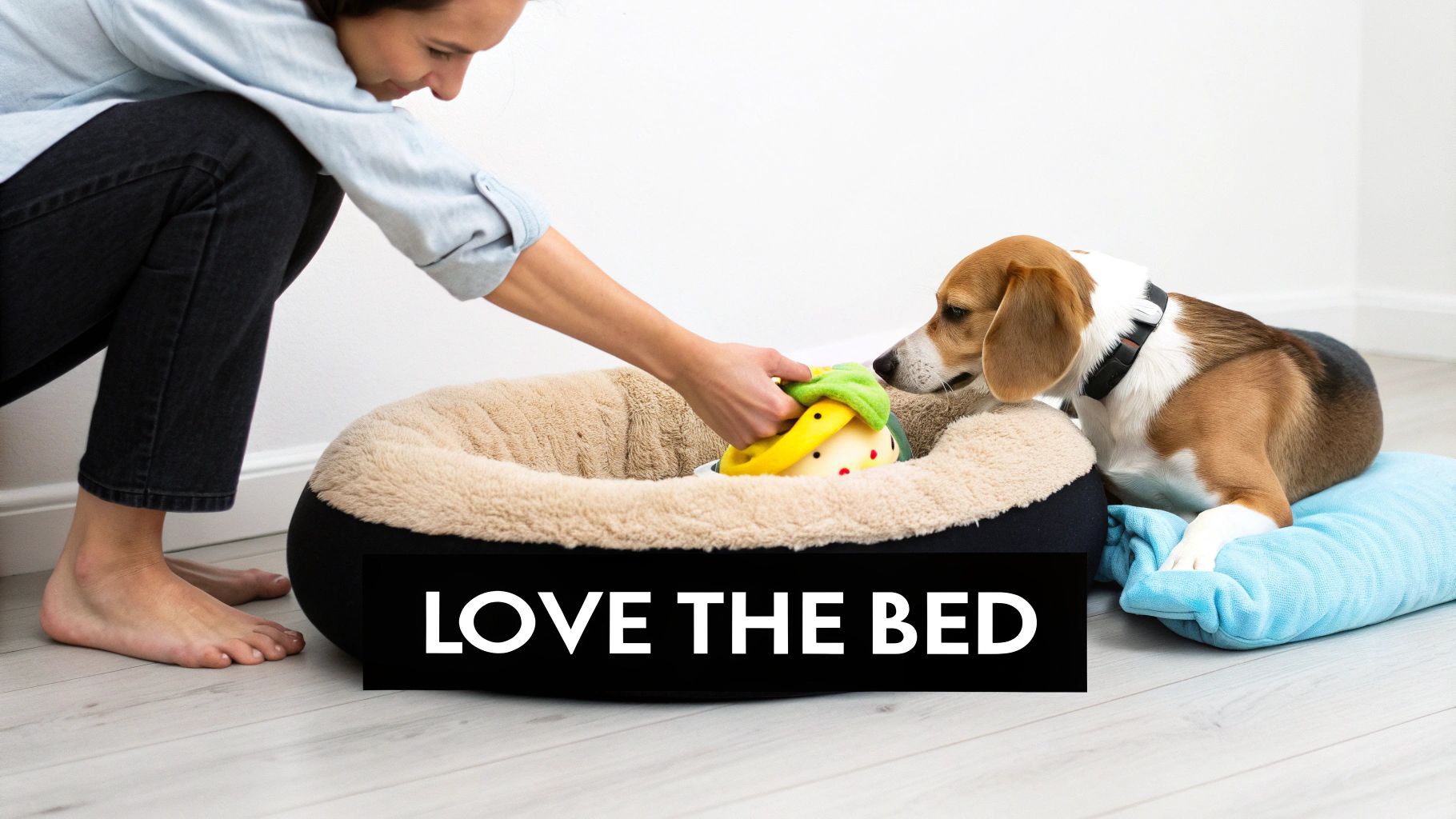 A person places a toy in a fluffy, round dog bed for a beagle to play with.
