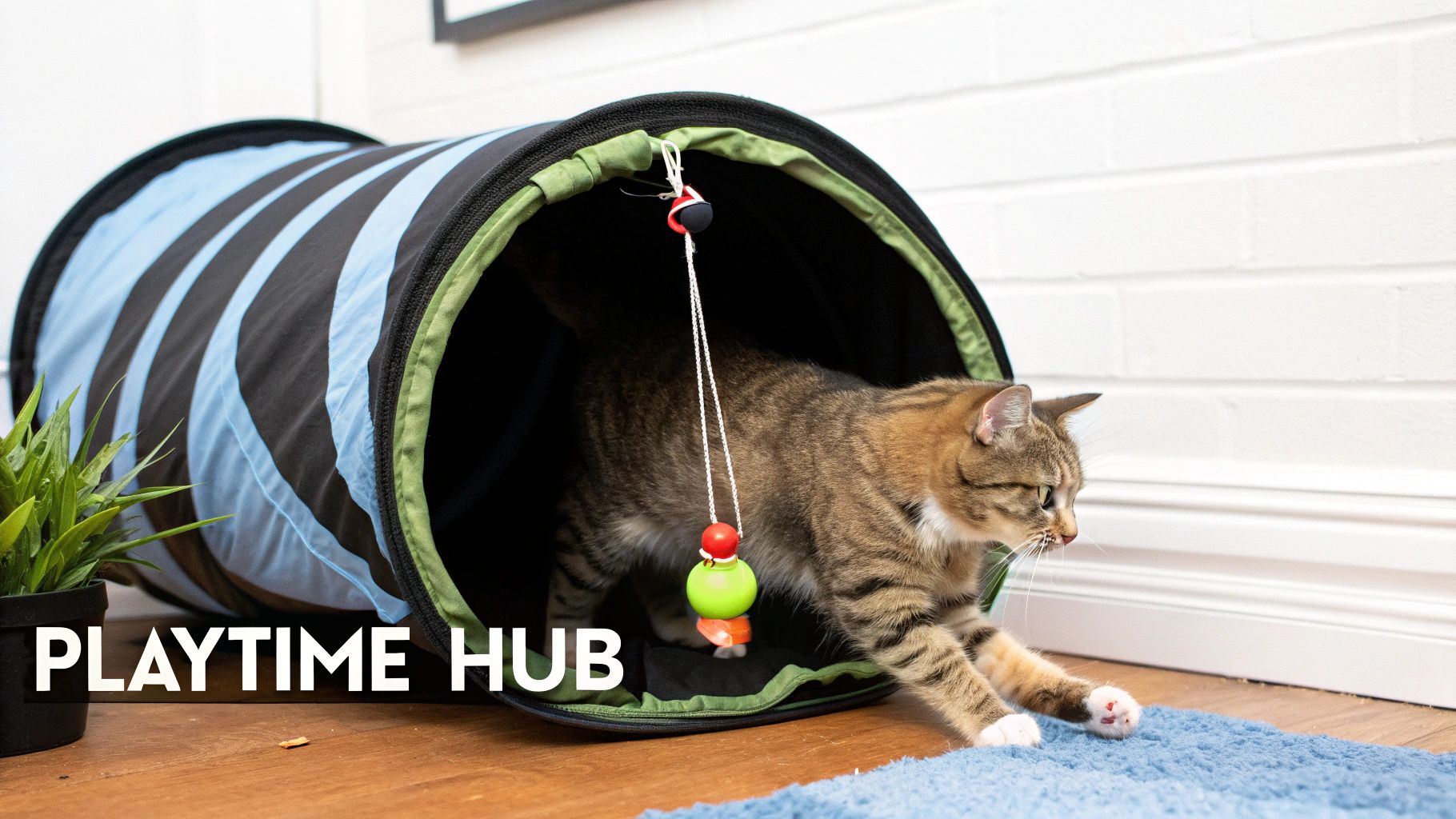 A playful tabby cat emerges from a blue and black striped tunnel, reaching for a hanging toy.