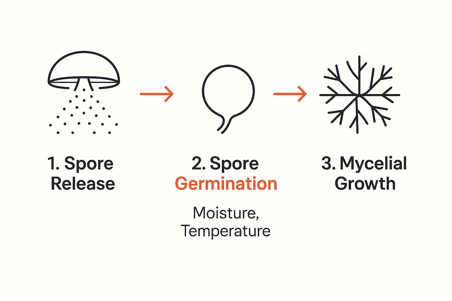 Infographic illustrating mold growth stages: spore release, spore germination with moisture and temperature factors, and mycelial growth, emphasizing the mold lifecycle.